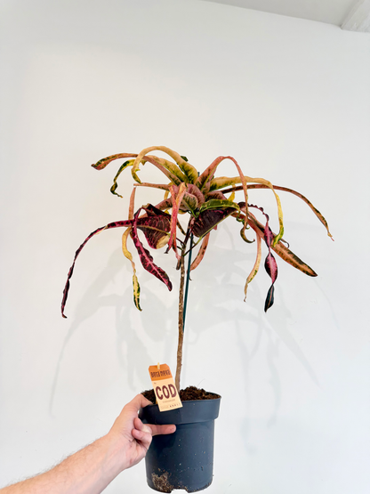 Croton Dreadlocks - Codiaeum Variegatum Pictum