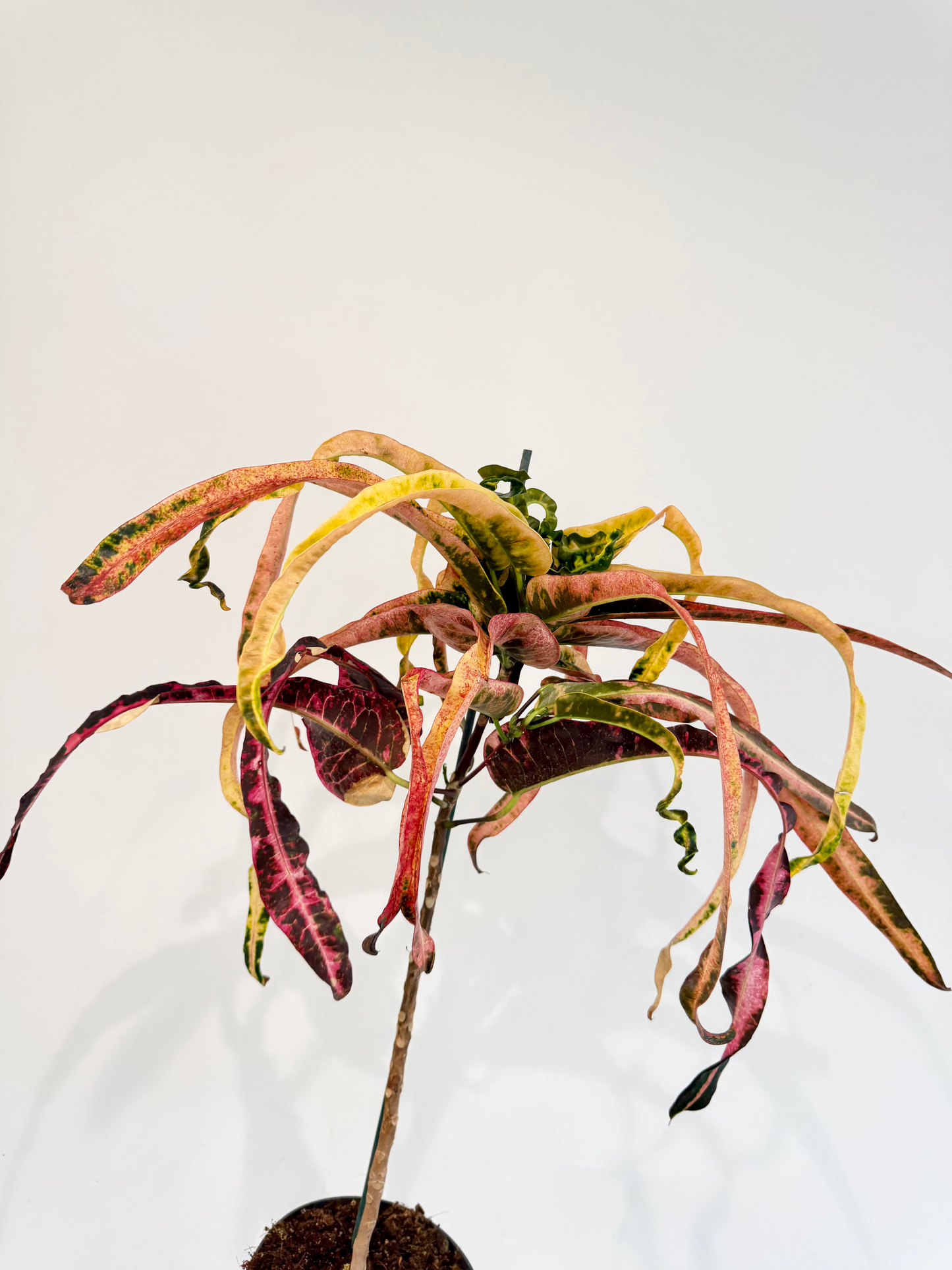 Croton Dreadlocks - Codiaeum Variegatum Pictum