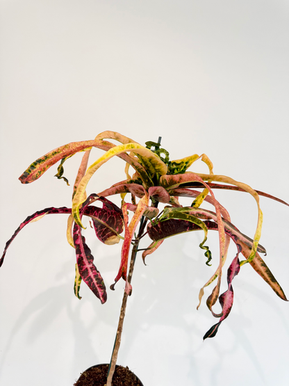 Croton Dreadlocks - Codiaeum Variegatum Pictum