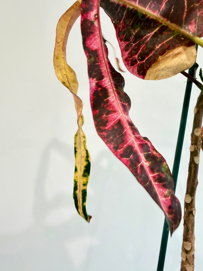 Croton Dreadlocks - Codiaeum Variegatum Pictum