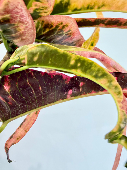 Croton Dreadlocks - Codiaeum Variegatum Pictum