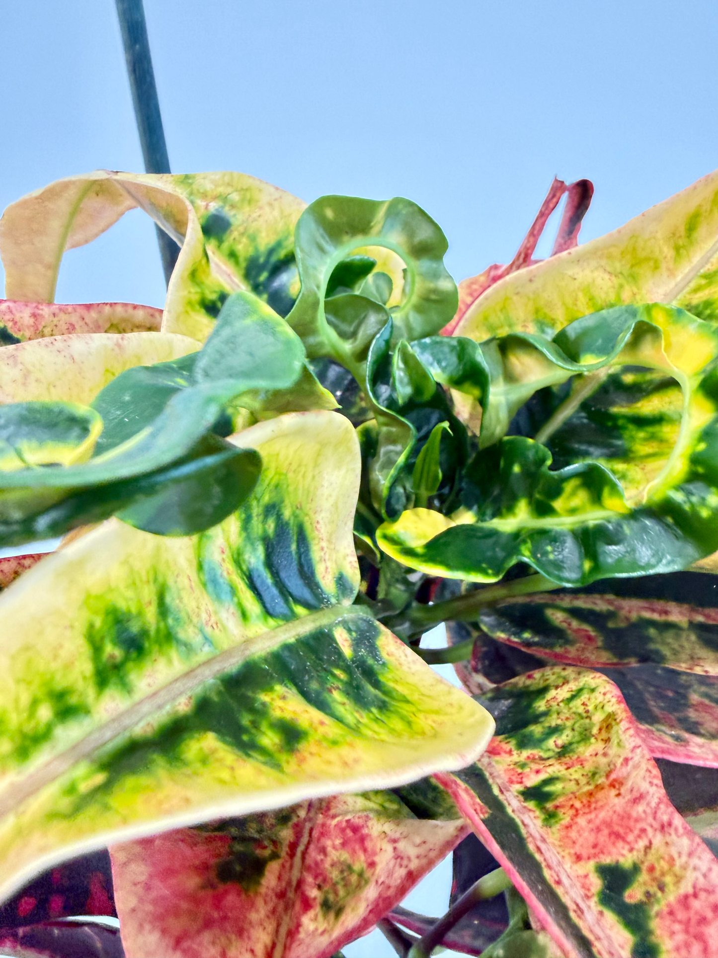 Croton Dreadlocks - Codiaeum Variegatum Pictum