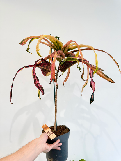 Croton Dreadlocks - Codiaeum Variegatum Pictum