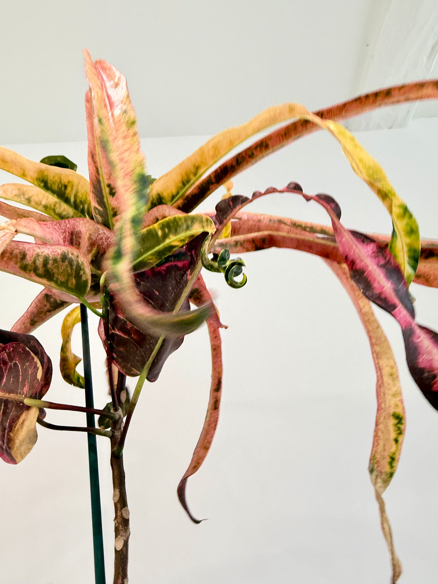 Croton Dreadlocks - Codiaeum Variegatum Pictum