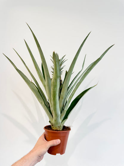 Pineapple Plant - Ananas Champaca