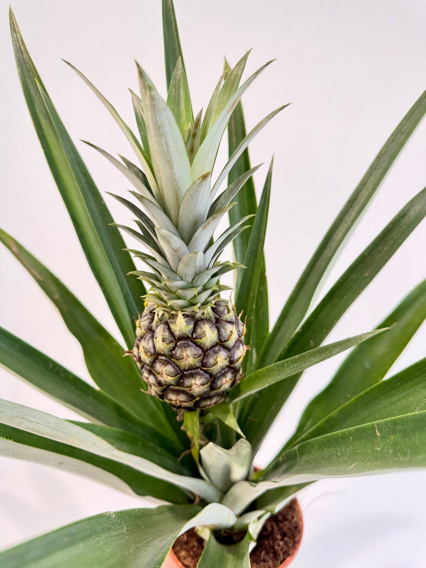 Pineapple Plant - Ananas Champaca