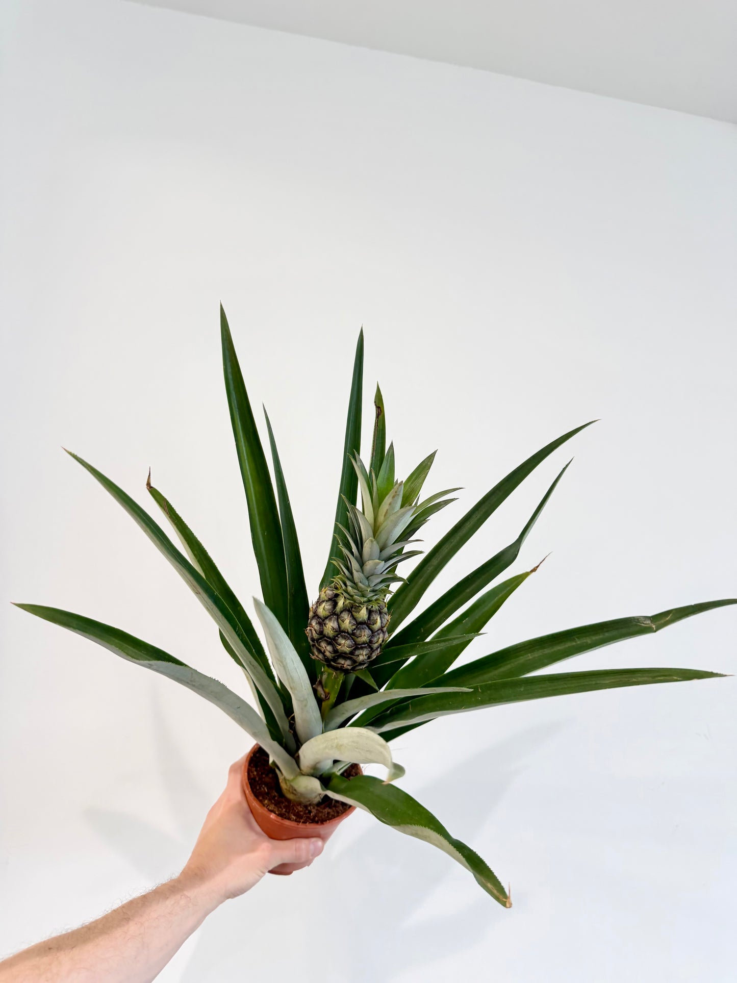 Pineapple Plant - Ananas Champaca