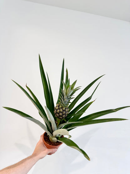 Pineapple Plant - Ananas Champaca