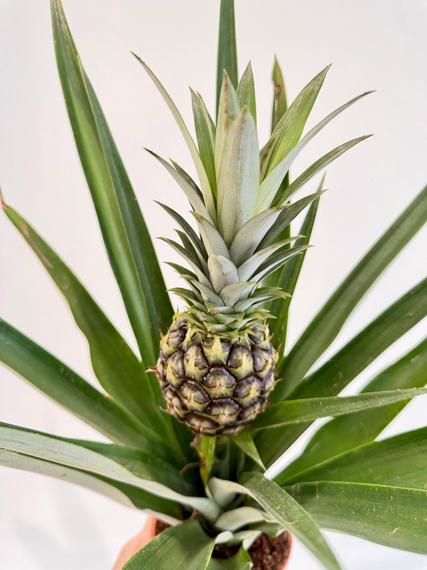 Pineapple Plant - Ananas Champaca