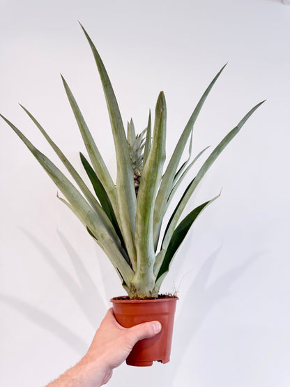 Pineapple Plant - Ananas Champaca