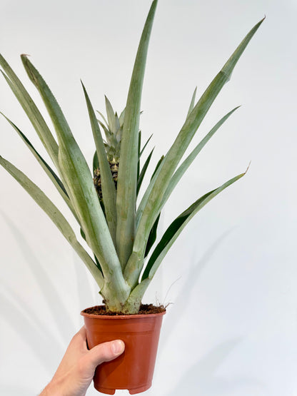 Pineapple Plant - Ananas Champaca