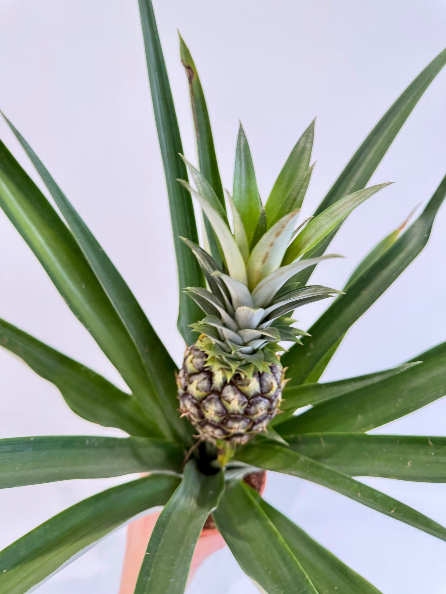 Pineapple Plant - Ananas Champaca