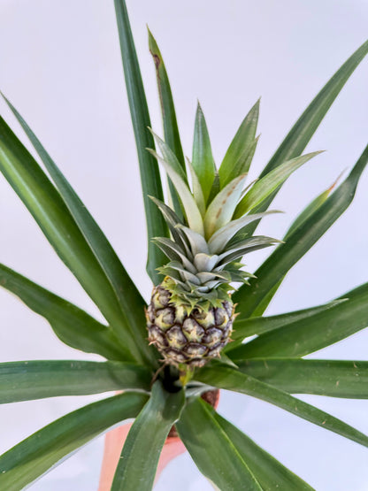 Pineapple Plant - Ananas Champaca
