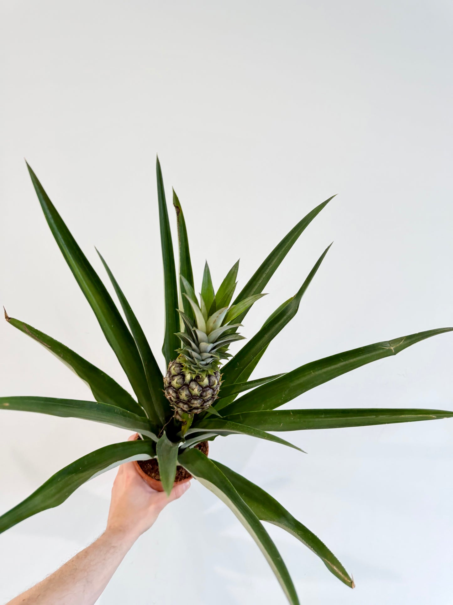 Pineapple Plant - Ananas Champaca