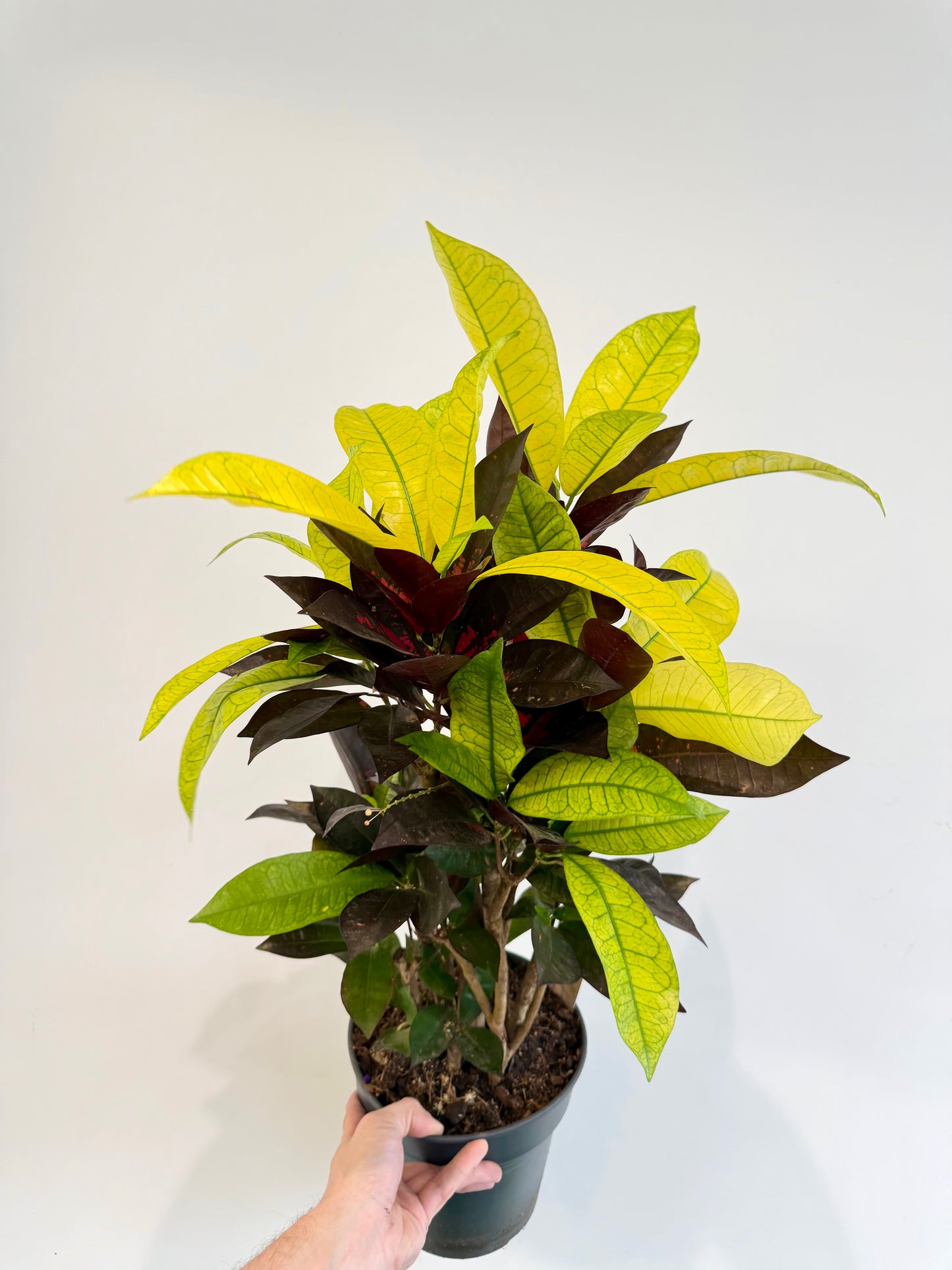 Croton Mrs Iceton - Codiaeum Mrs Iceton