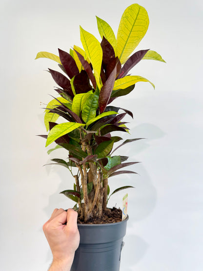 Croton Mrs Iceton - Codiaeum Mrs Iceton