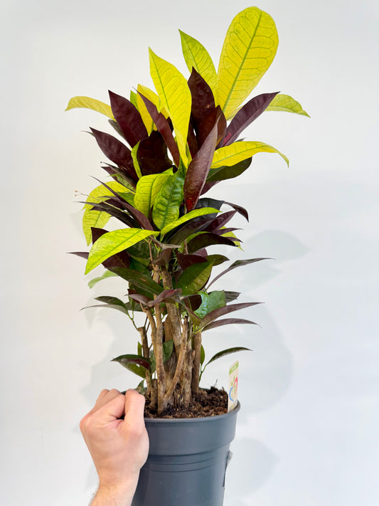 Croton Mrs Iceton - Codiaeum Mrs Iceton