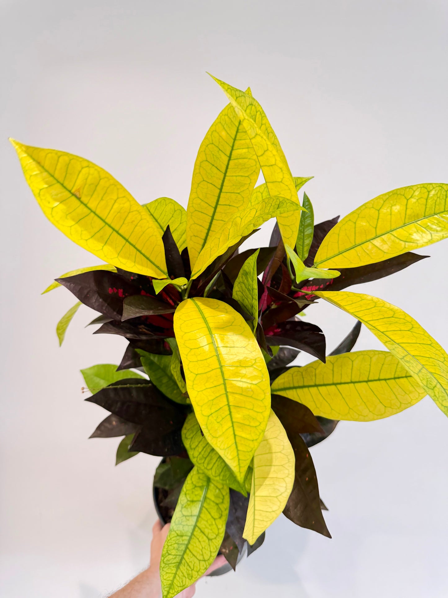 Croton Mrs Iceton - Codiaeum Mrs Iceton