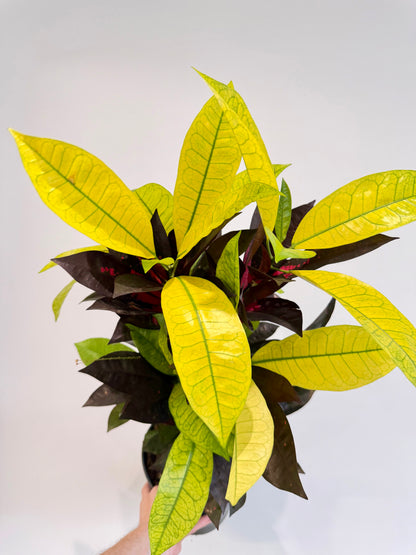 Croton Mrs Iceton - Codiaeum Mrs Iceton