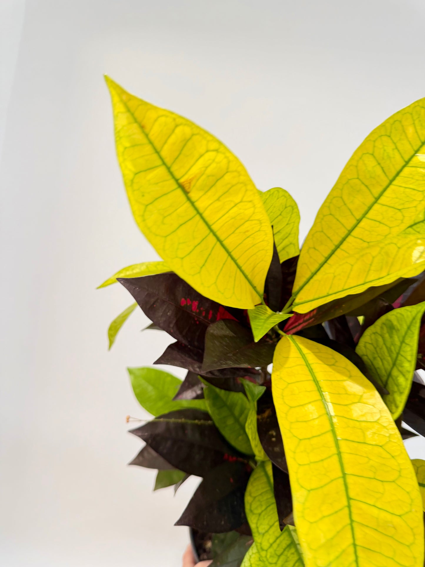 Croton Mrs Iceton - Codiaeum Mrs Iceton
