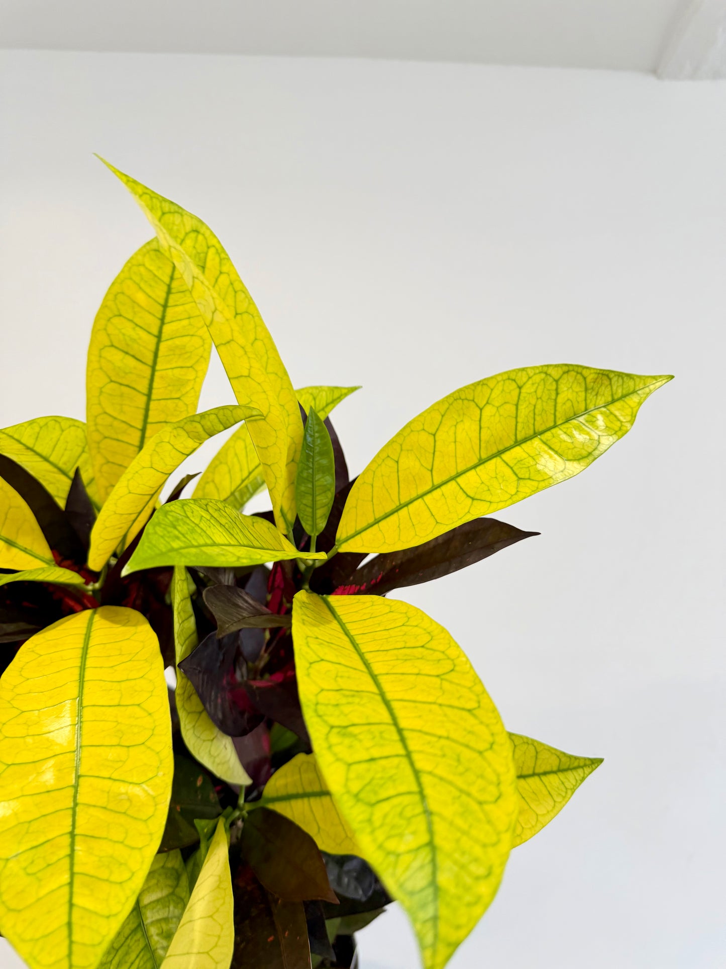 Croton Mrs Iceton - Codiaeum Mrs Iceton