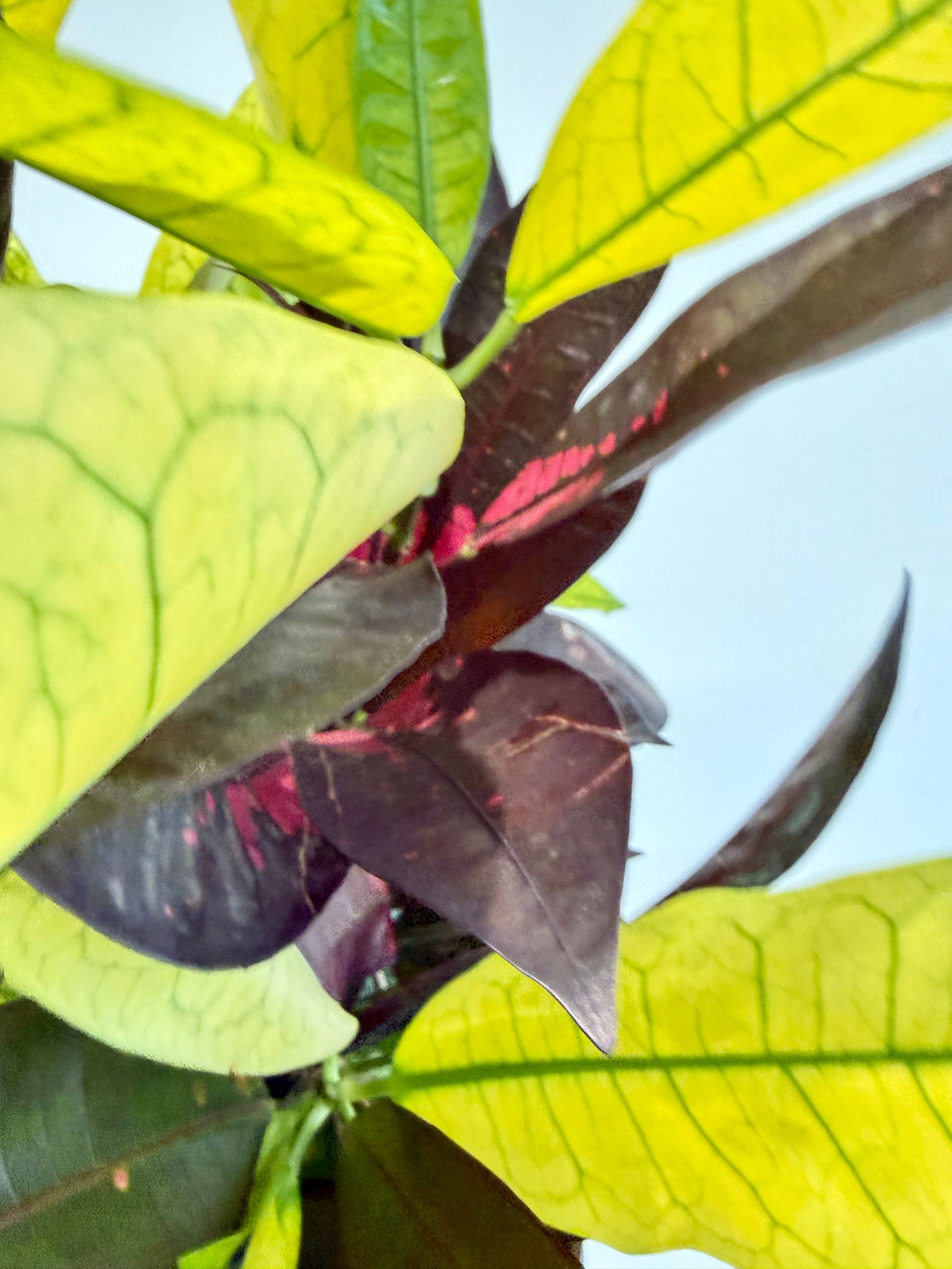 Croton Mrs Iceton - Codiaeum Mrs Iceton