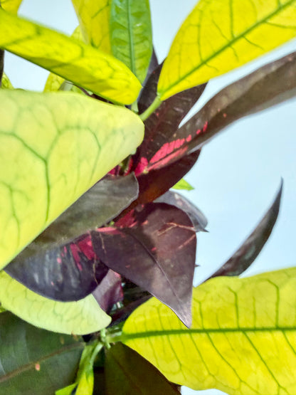 Croton Mrs Iceton - Codiaeum Mrs Iceton