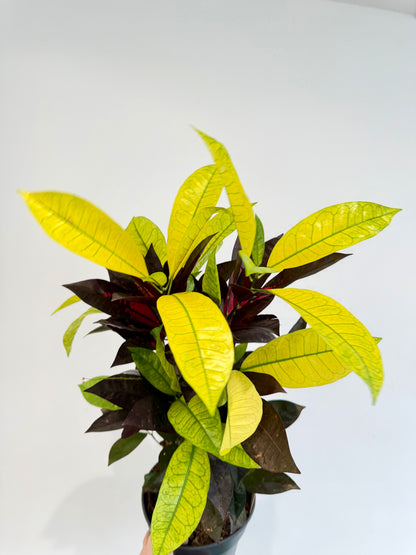Croton Mrs Iceton - Codiaeum Mrs Iceton