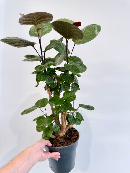 Dinner Plate Aralia - Polyscias Fabian Branched