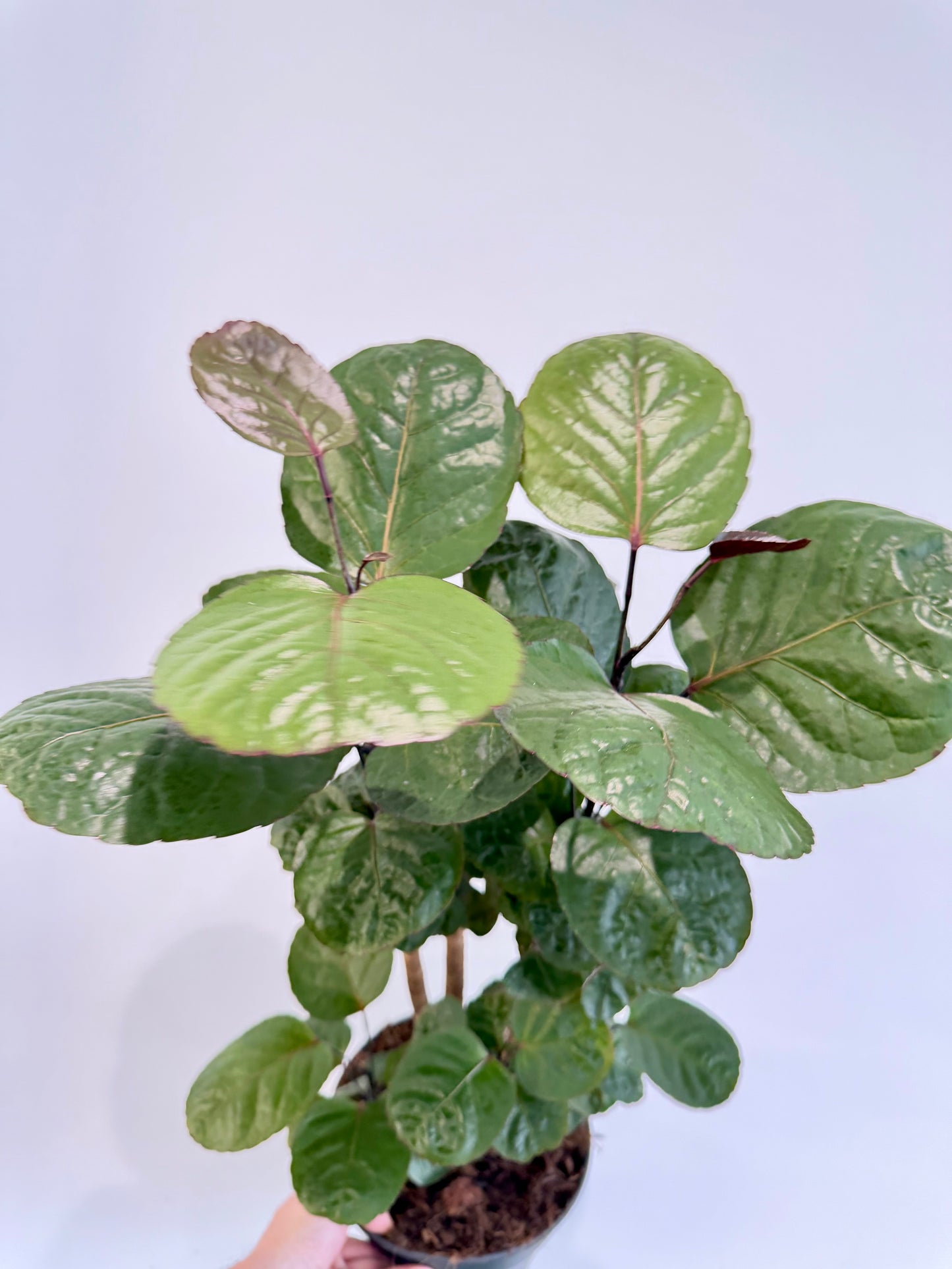 Dinner Plate Aralia - Polyscias Fabian Branched