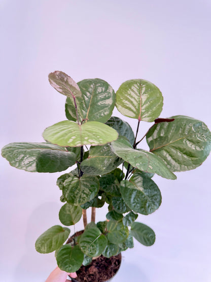 Dinner Plate Aralia - Polyscias Fabian Branched