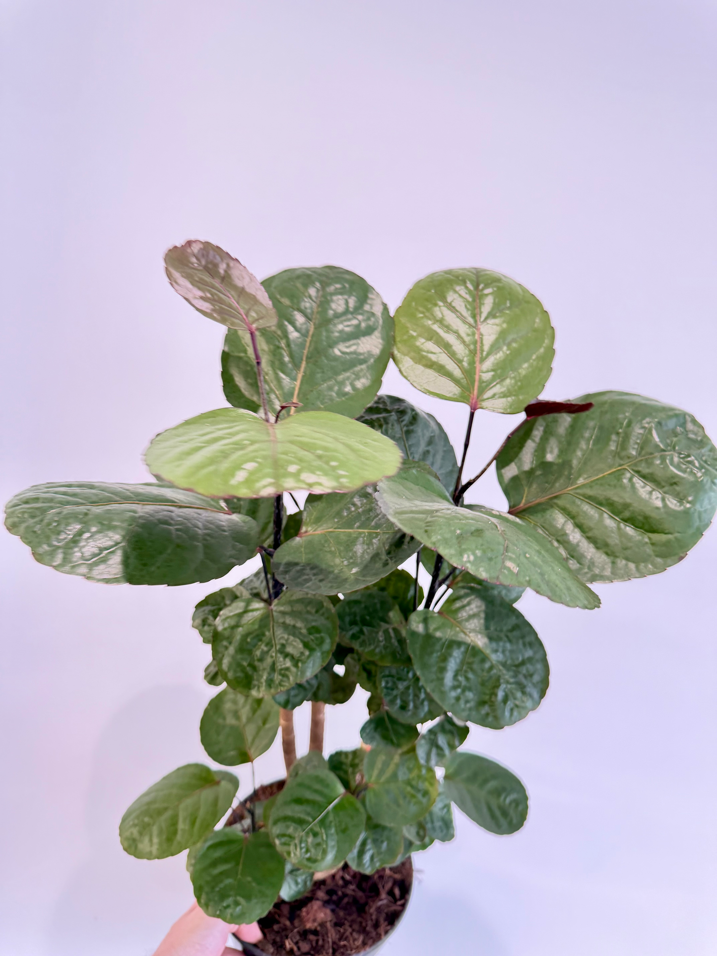 Dinner Plate Aralia - Polyscias Fabian Branched
