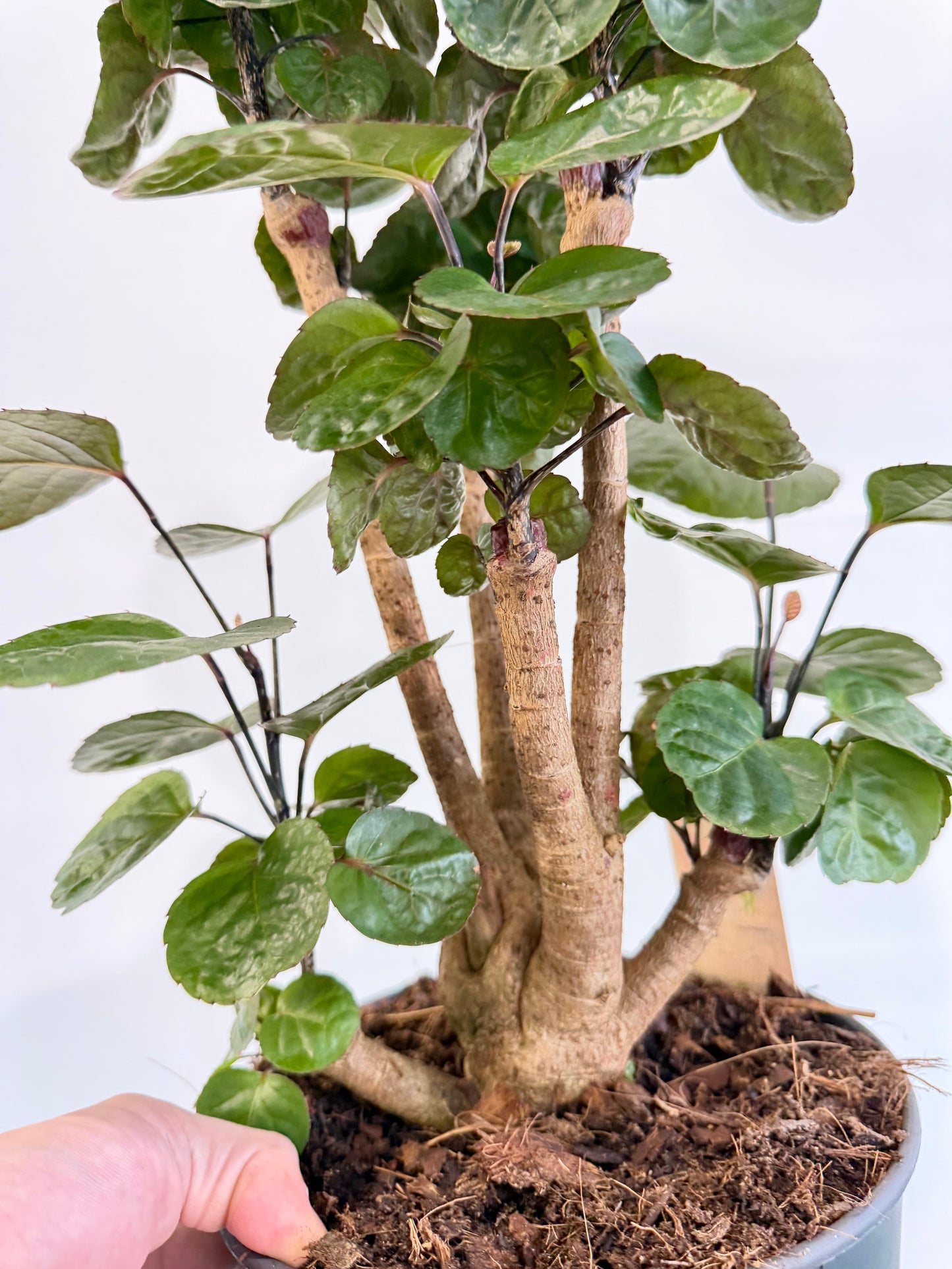 Dinner Plate Aralia - Polyscias Fabian Branched