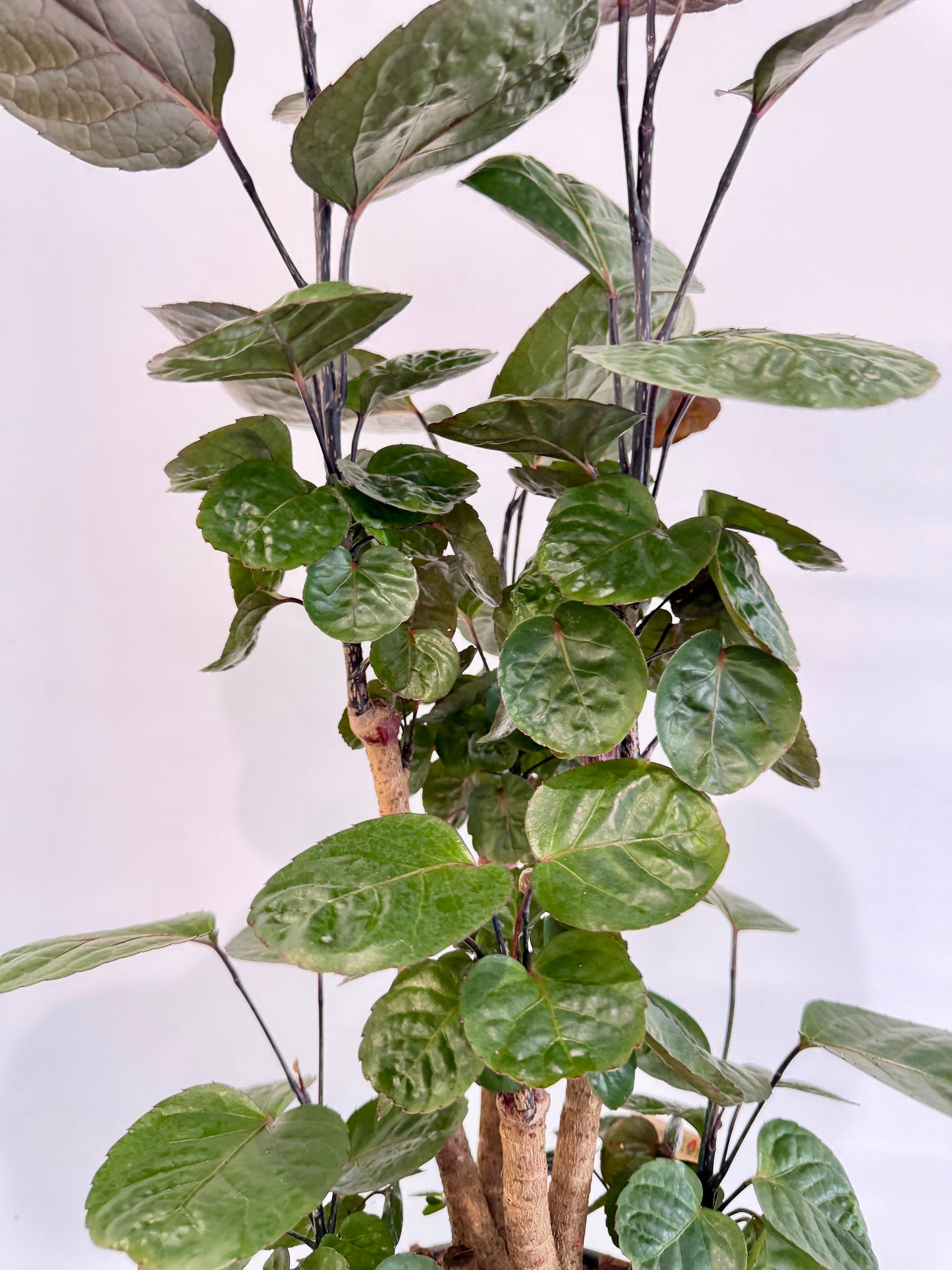 Dinner Plate Aralia - Polyscias Fabian Branched