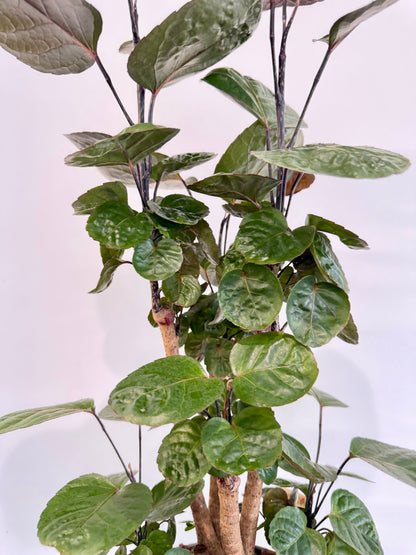 Dinner Plate Aralia - Polyscias Fabian Branched