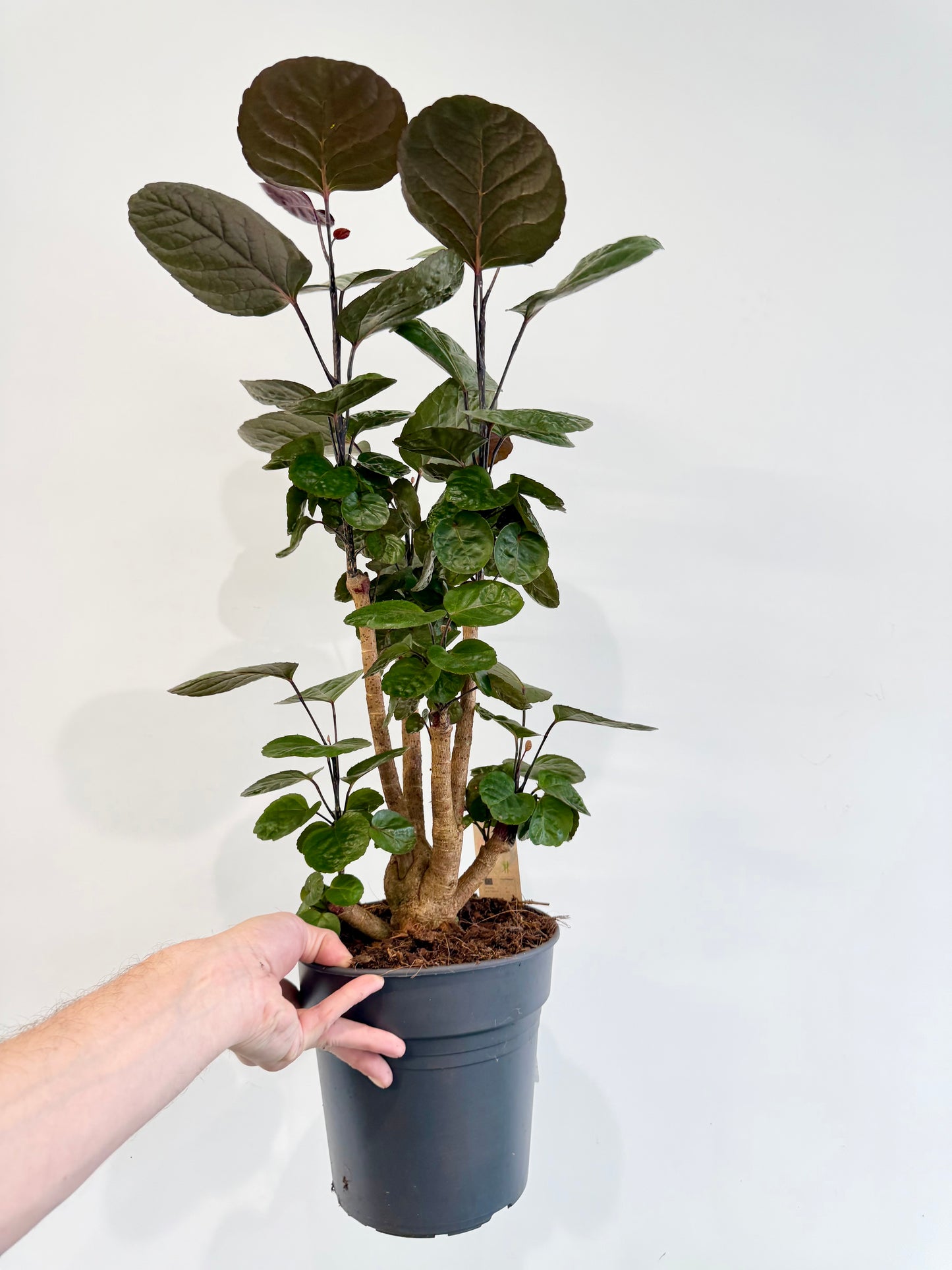 Dinner Plate Aralia - Polyscias Fabian Branched