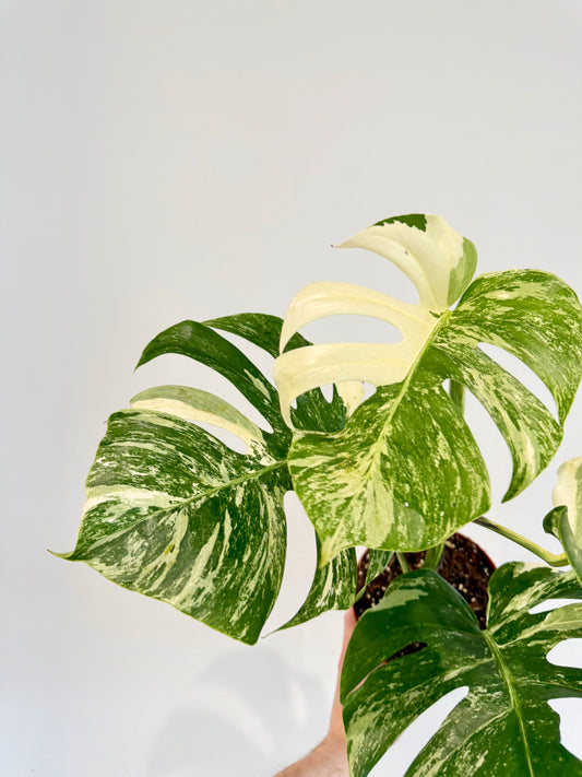 Monstera Albo - Monstera Deliciosa Variegata
