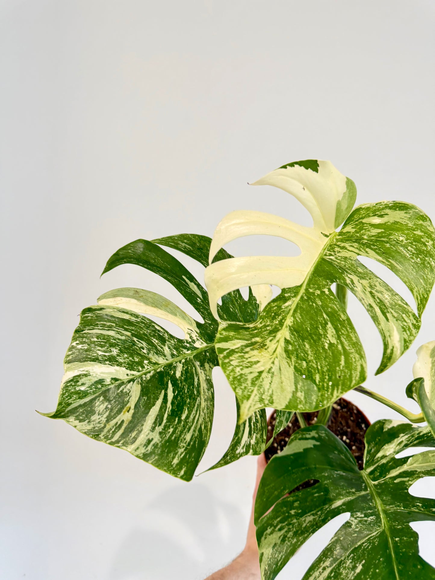 Monstera Albo - Monstera Deliciosa Variegata