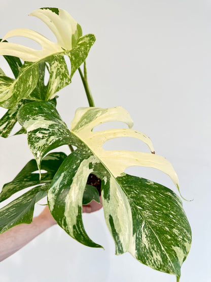 Monstera Albo - Monstera Deliciosa Variegata