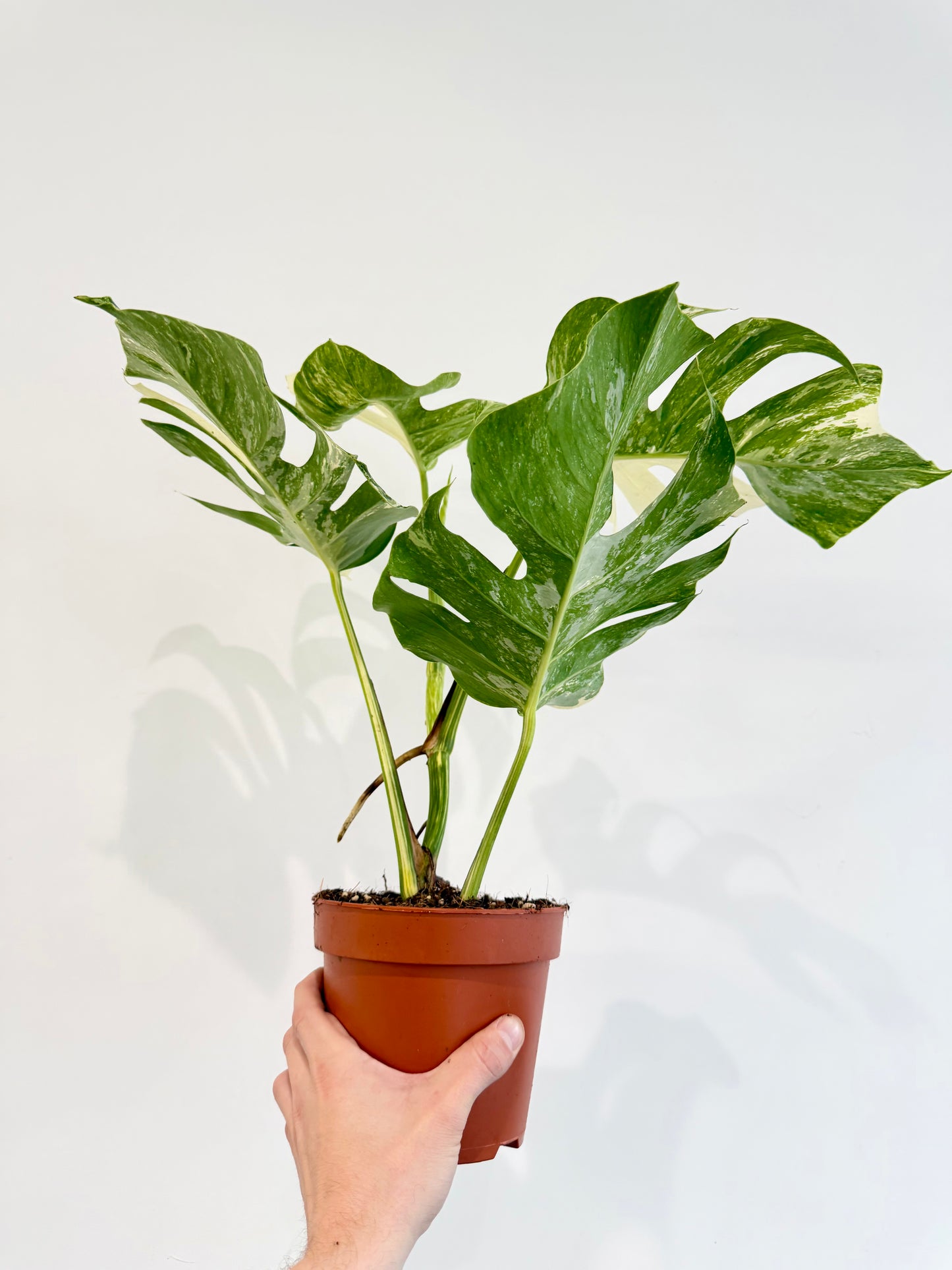 Monstera Albo - Monstera Deliciosa Variegata