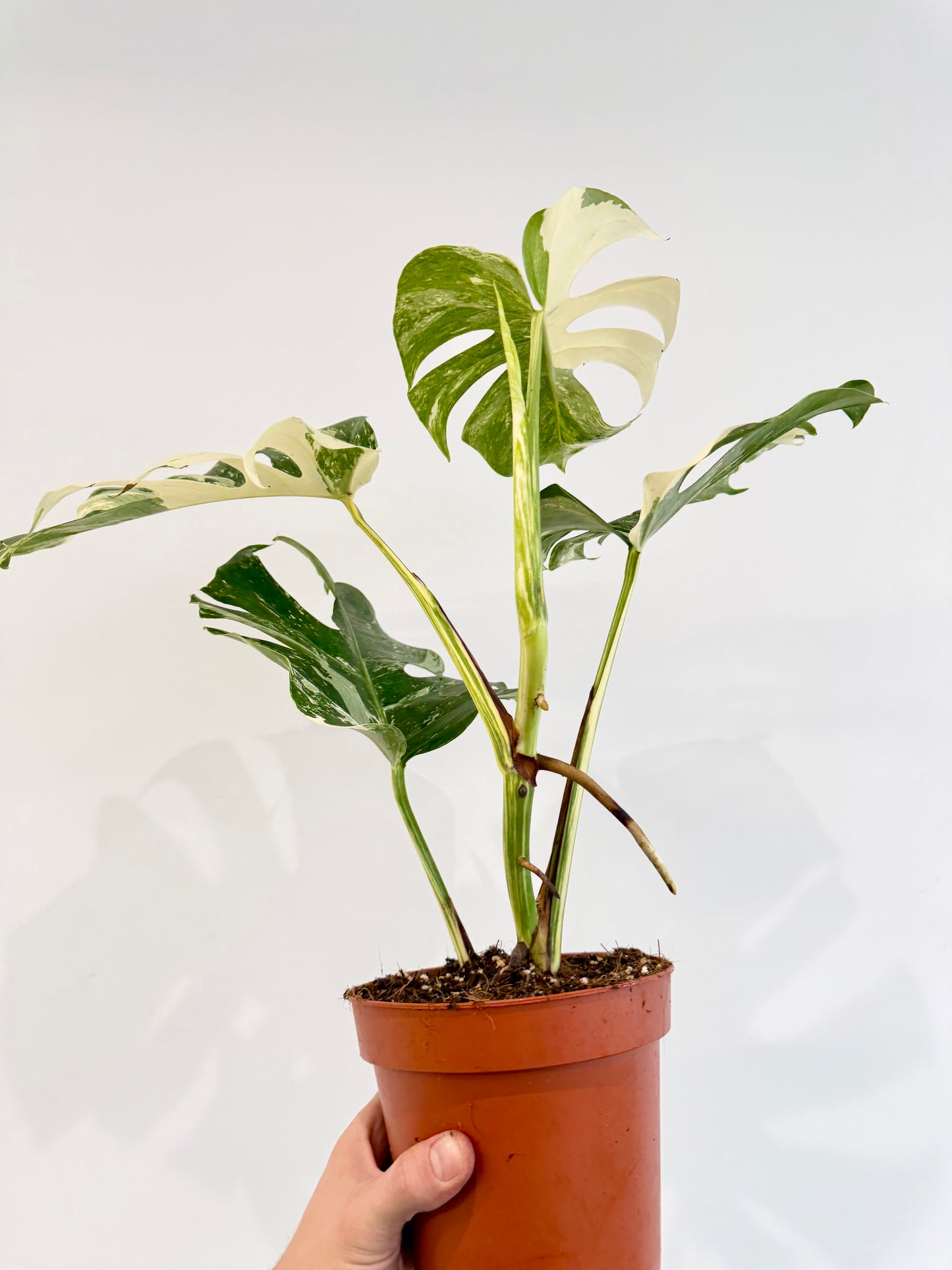 Monstera Albo - Monstera Deliciosa Variegata