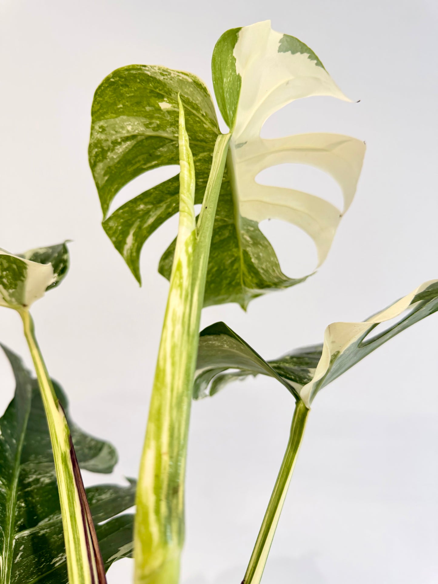 Monstera Albo - Monstera Deliciosa Variegata