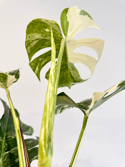 Monstera Albo - Monstera Deliciosa Variegata