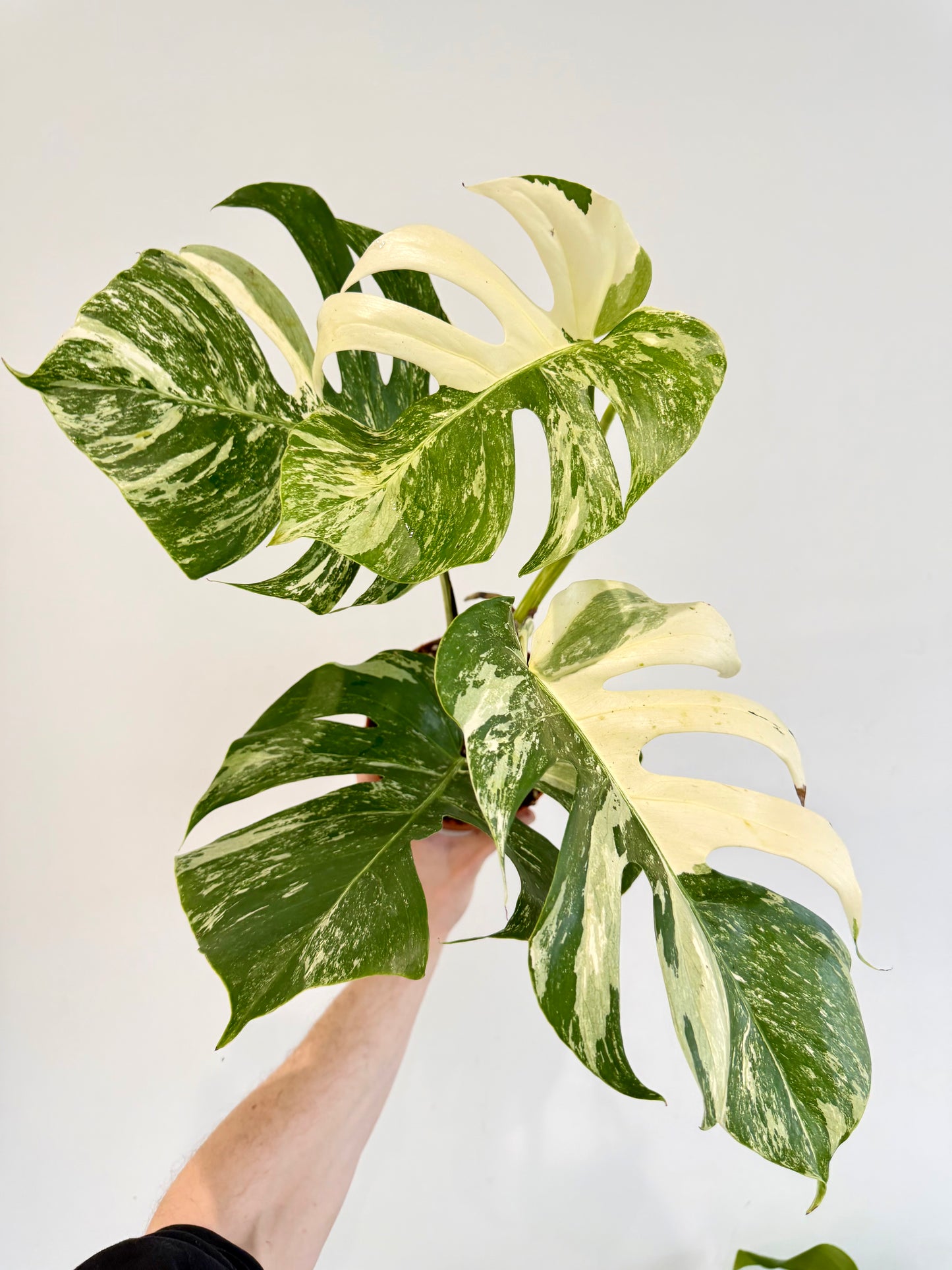Monstera Albo - Monstera Deliciosa Variegata
