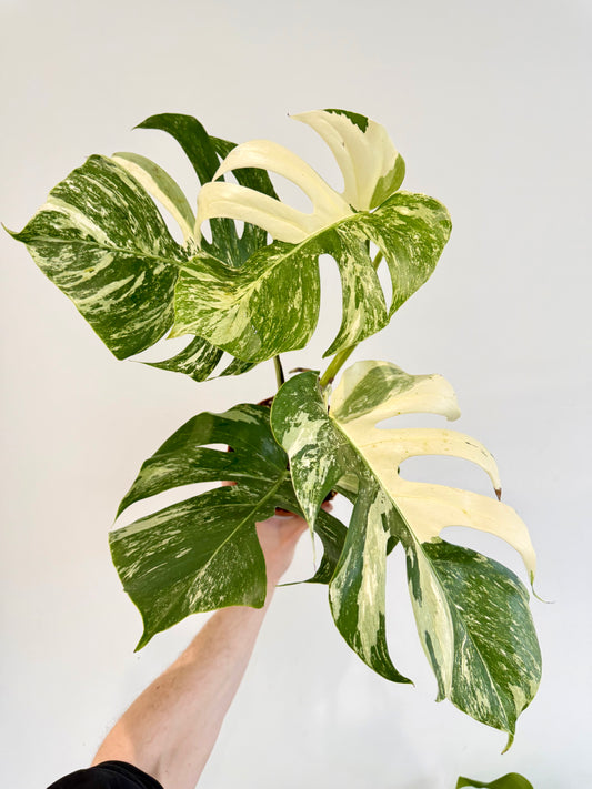 Monstera Albo - Monstera Deliciosa Variegata