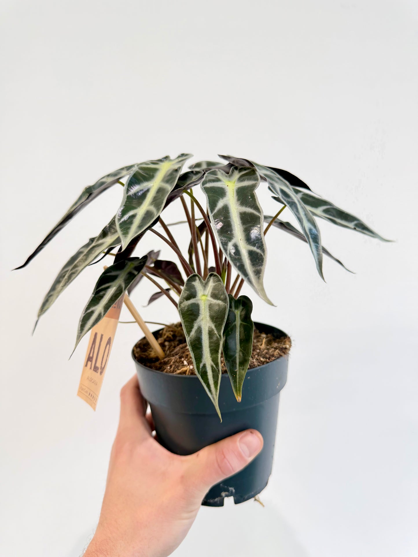 Alocasia Bambino