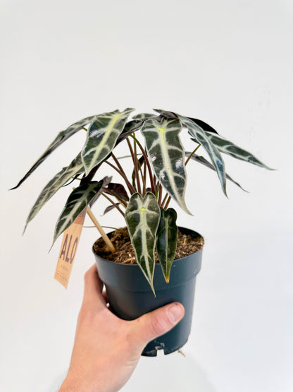 Alocasia Bambino