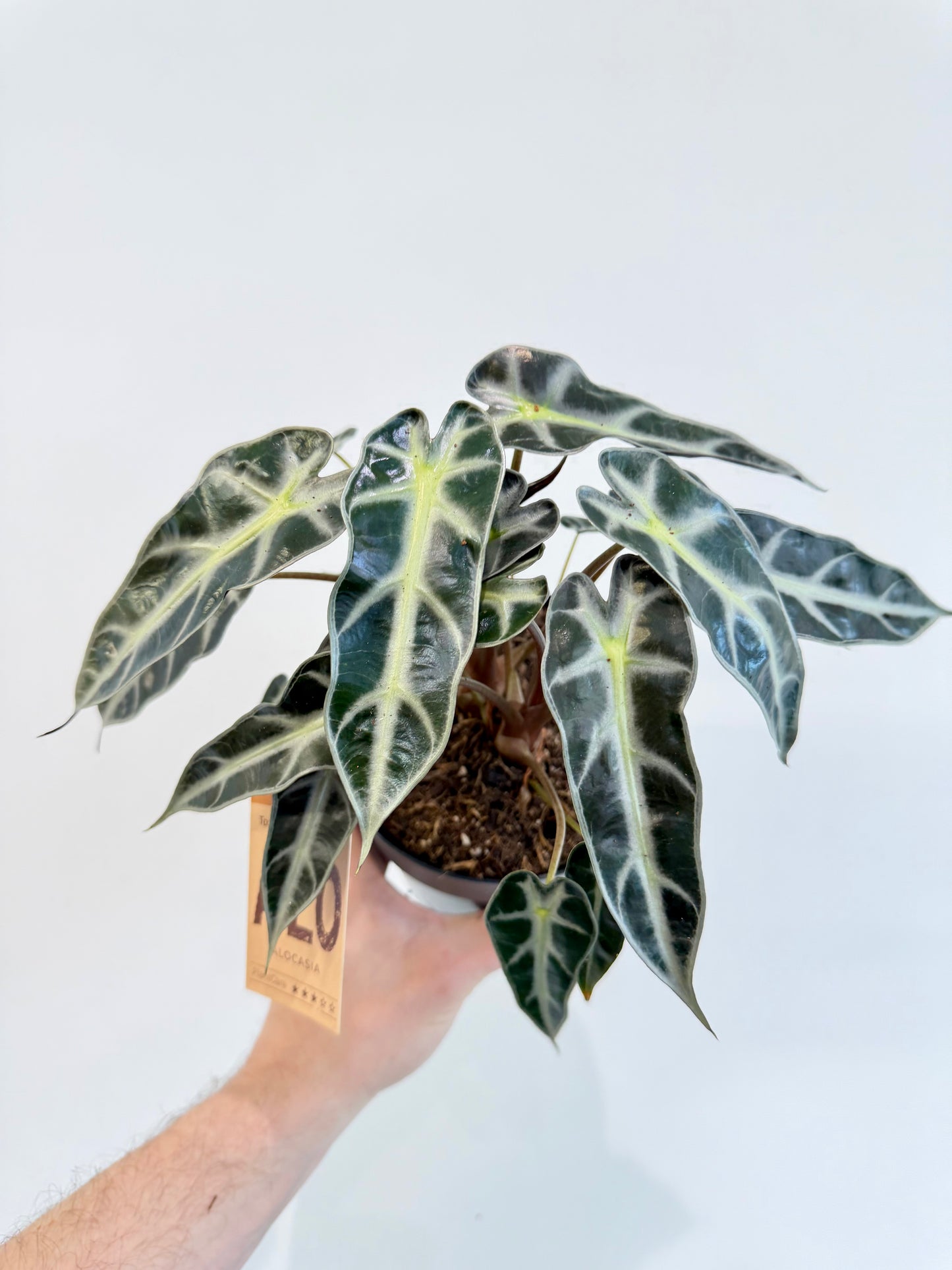 Alocasia Bambino