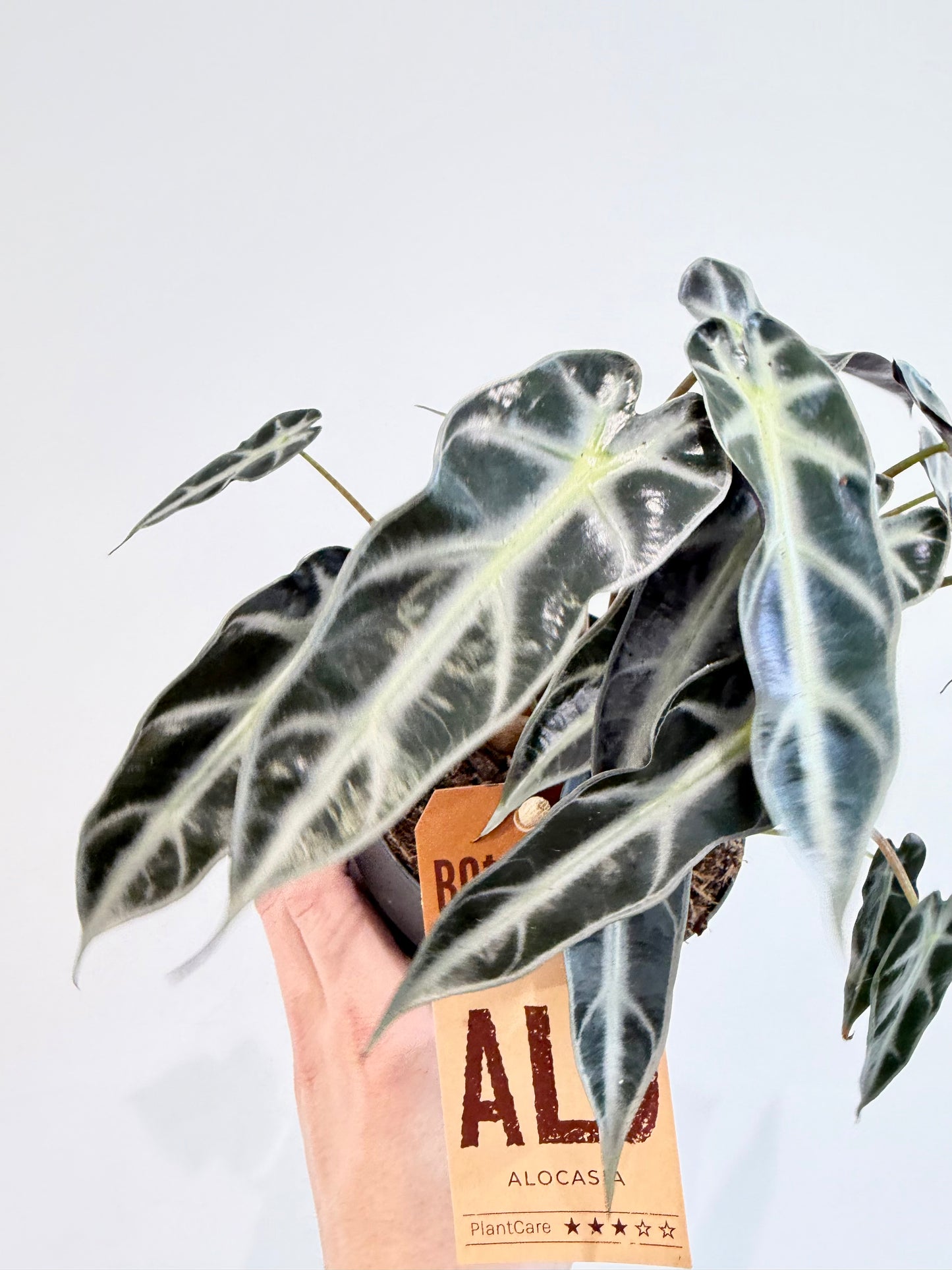 Alocasia Bambino