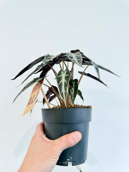 Alocasia Bambino